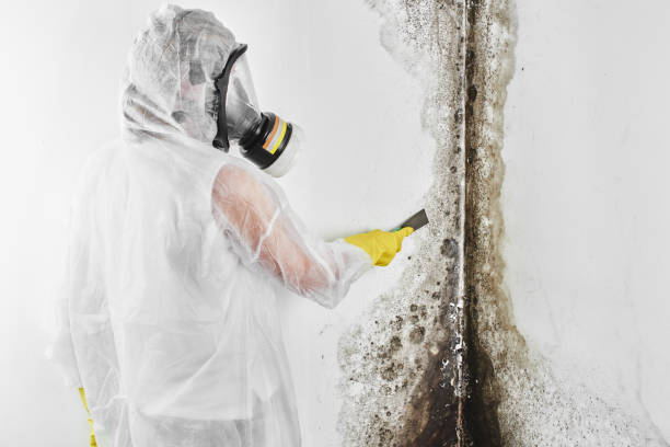 Mold Testing and Removal in Great Neck, NY
