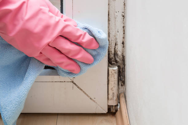 Certified Mold Removal in Great Neck, NY